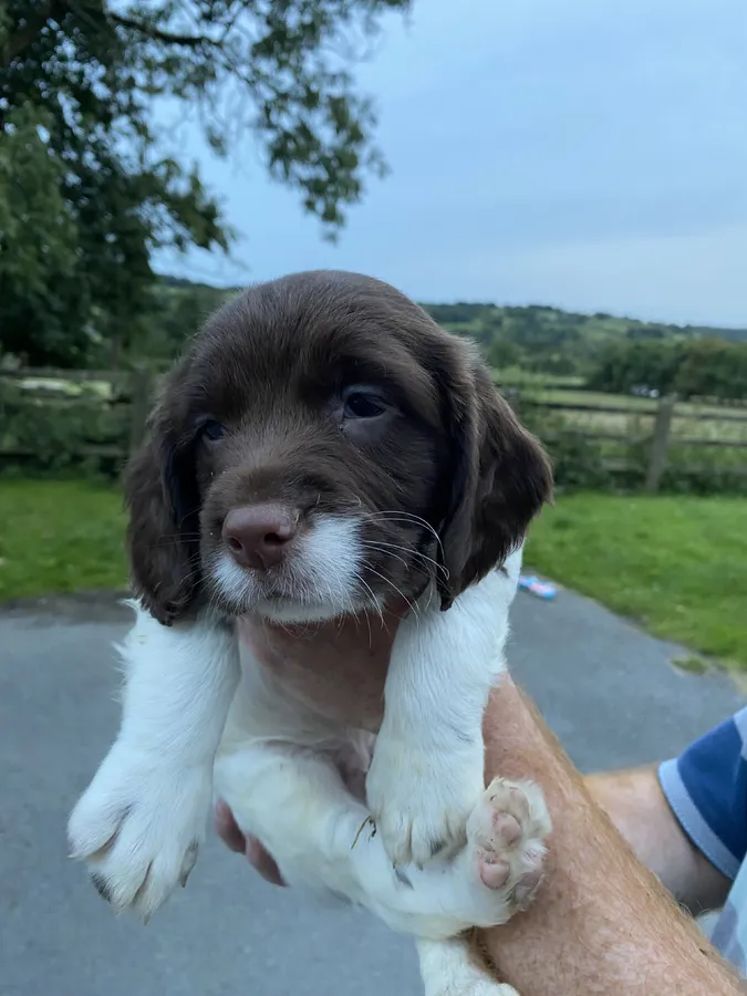 KC Reg Springer Spaniel Puppies
