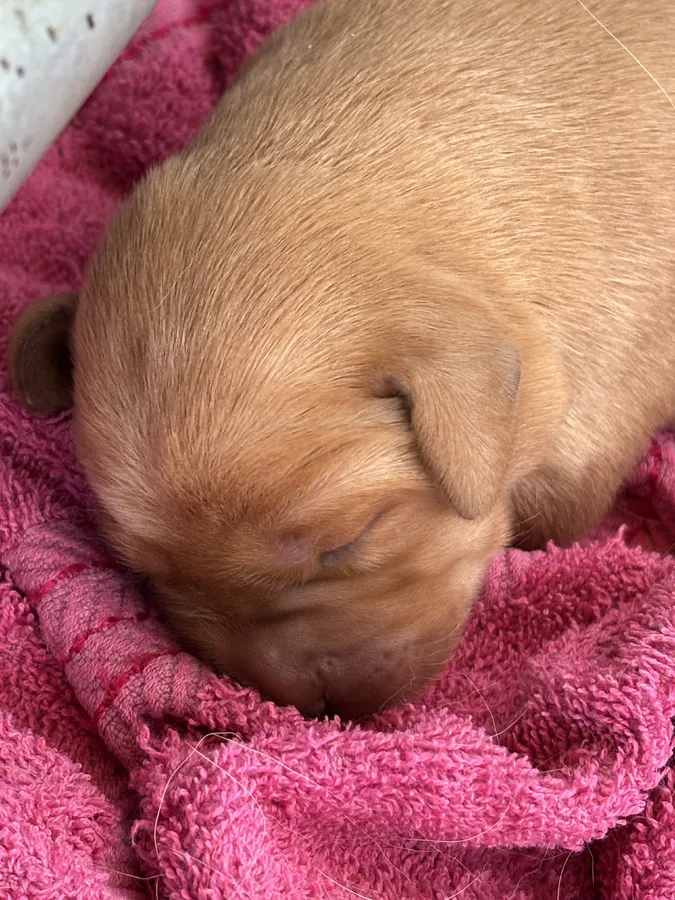 Fox Red Labrador Puppies Fully Health Tested Parents