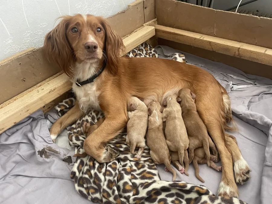 Beautiful Golden and Red working Cocker spaniels