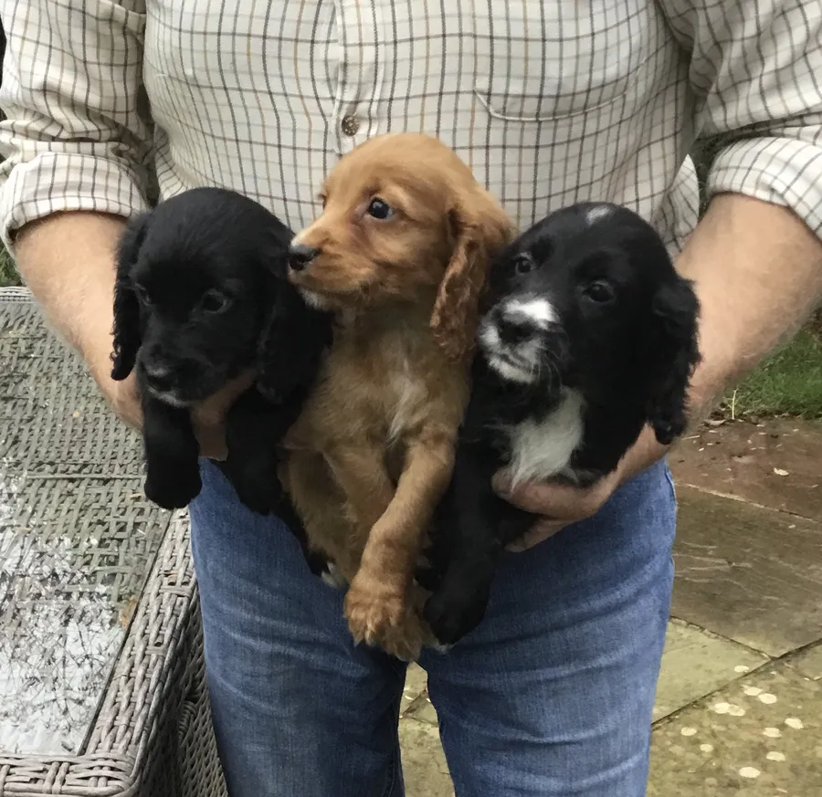 KC WORKING COCKER SPANIEL PUPPIES