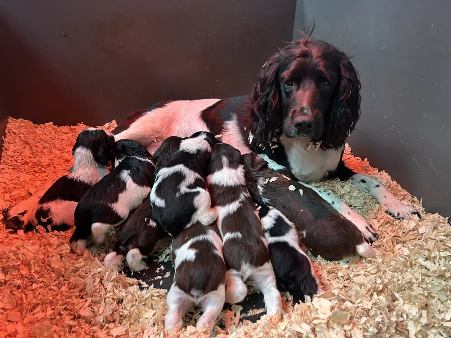 Beautiful English Springer Spaniel Puppies For Sale