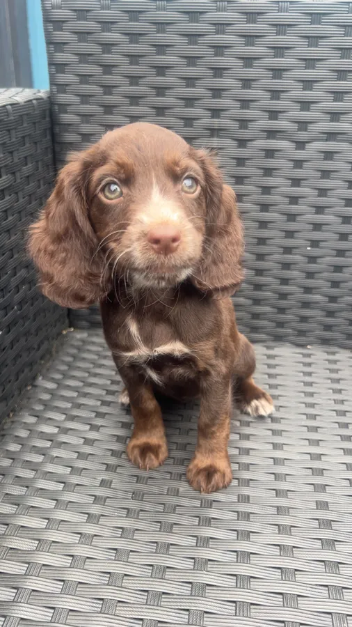 KC working cocker pups ready now