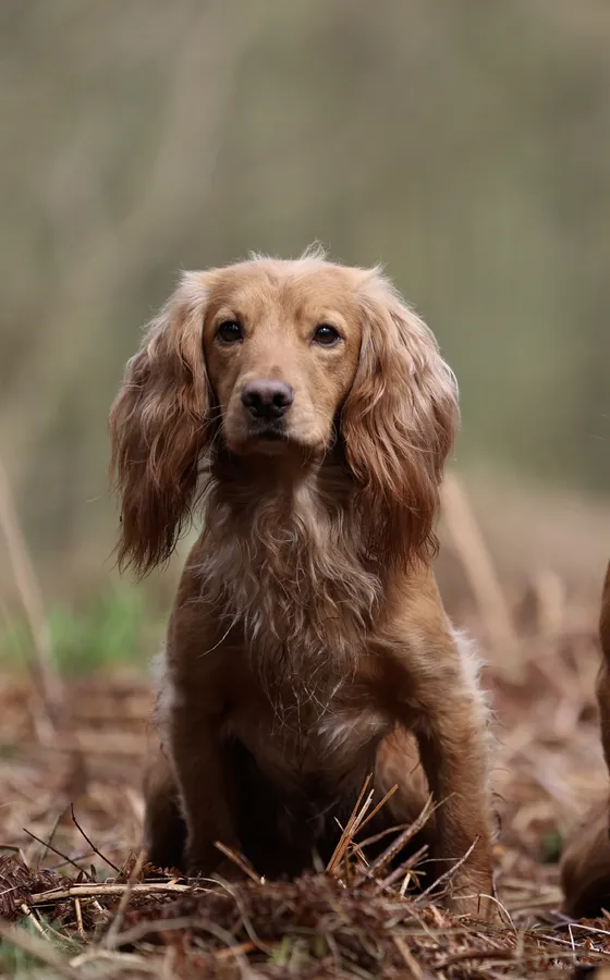 Golden cocker stud