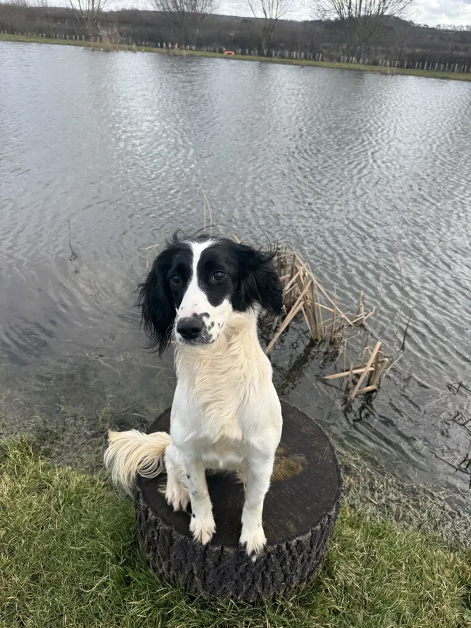 Fully trained ESS Bitch