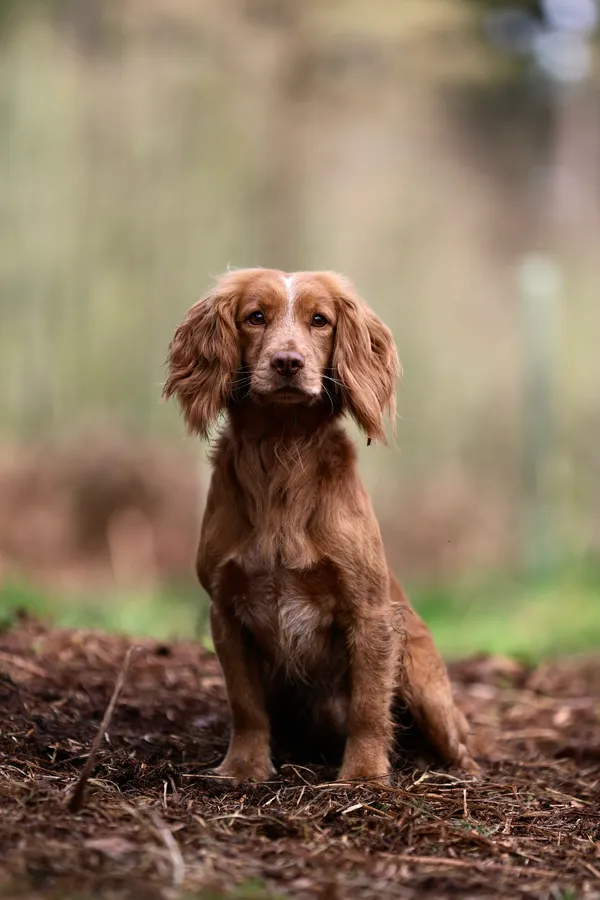 Golden cocker stud