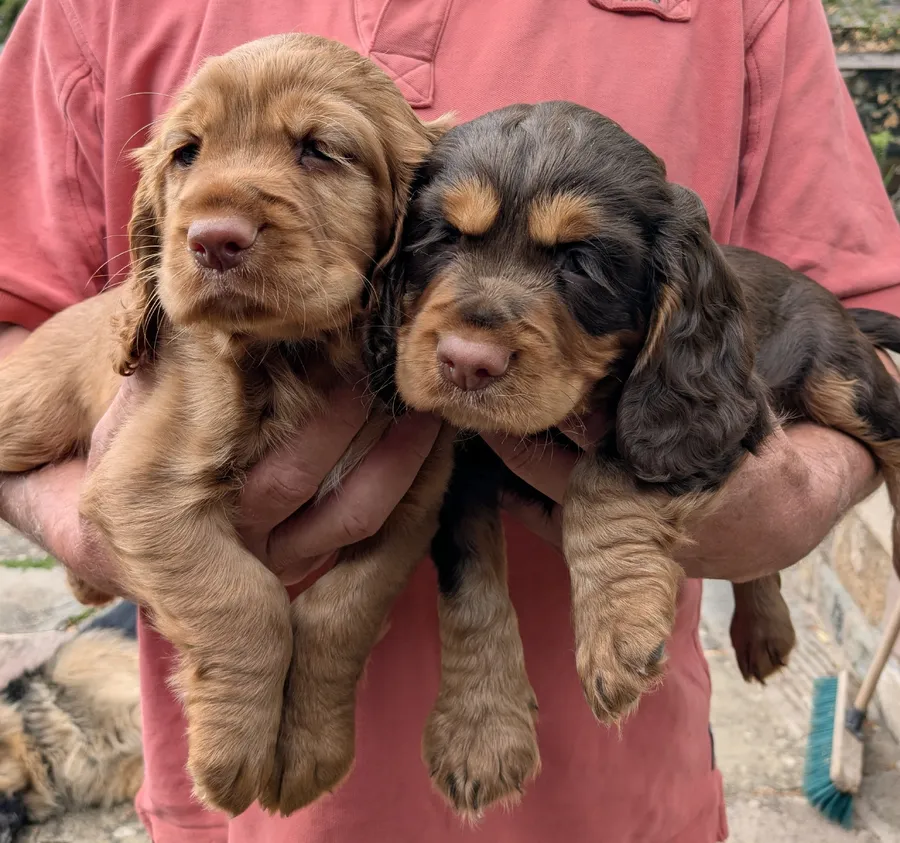 Cuddly litter of chocolate and tan-red cocker puppies-health tested parents