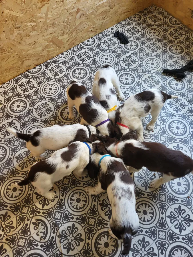 Well marked springer pups