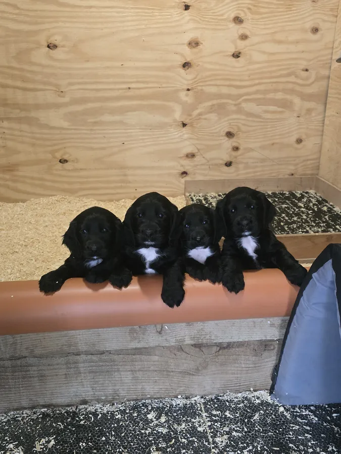 Working sprocker pups