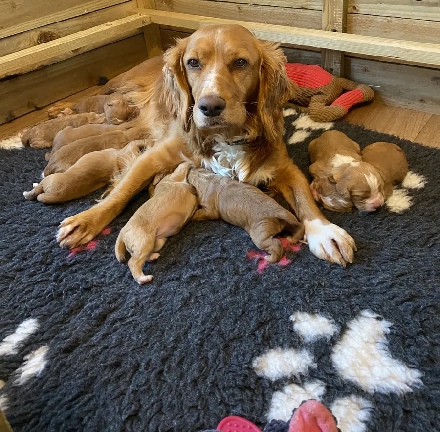 Beautiful Red KC Registered Working Cocker Spaniels