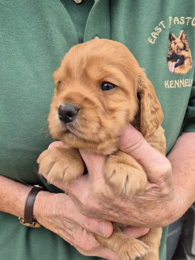Golden Cocker Spaniel puppy