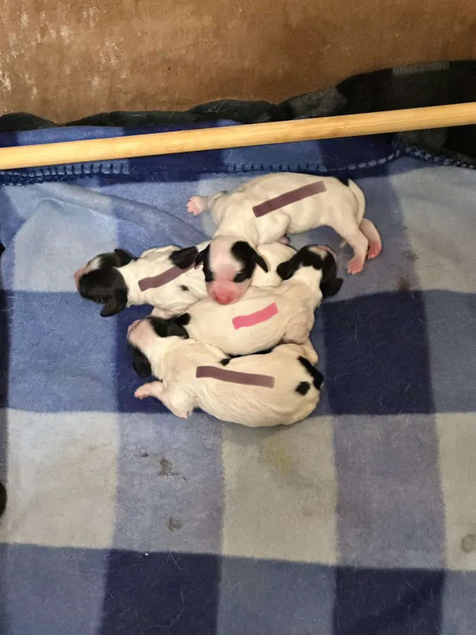 2 KC Springer Boys Left