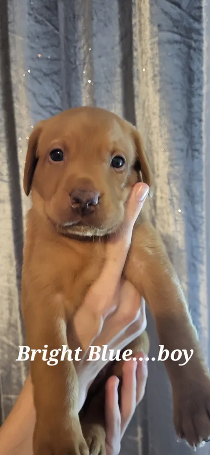 KC LABRADORS