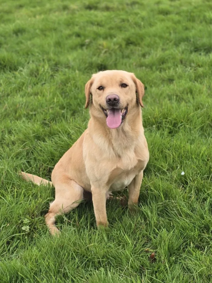 4 year old Labrador Dog