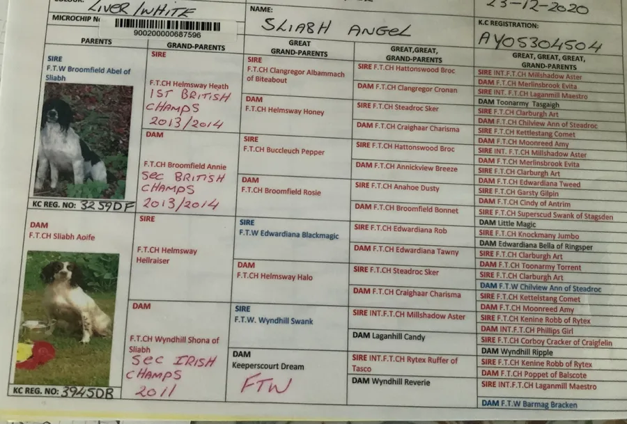 Springer Spaniel Puppies