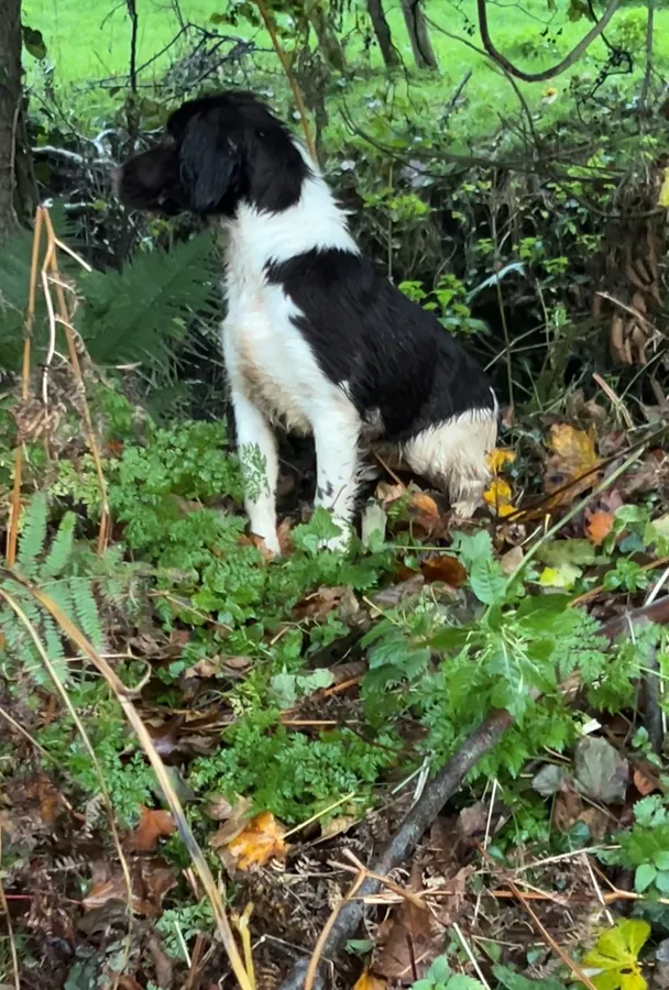 Springer spaniel