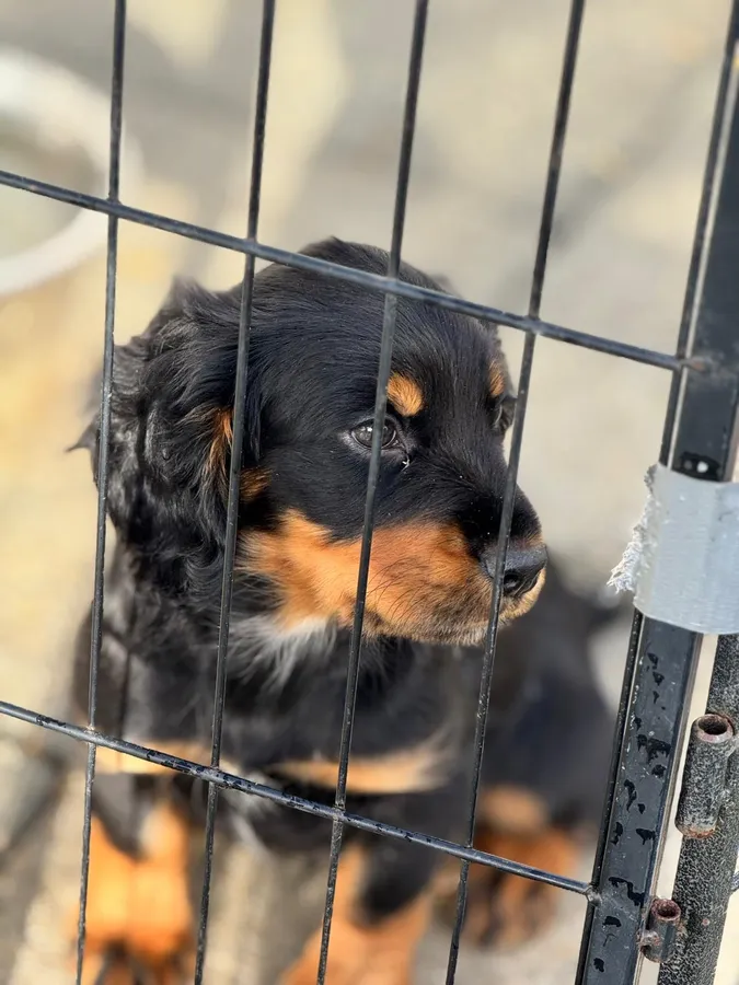 FTCH lines KC registered working cocker docked cocker spaniel dog pup black tan