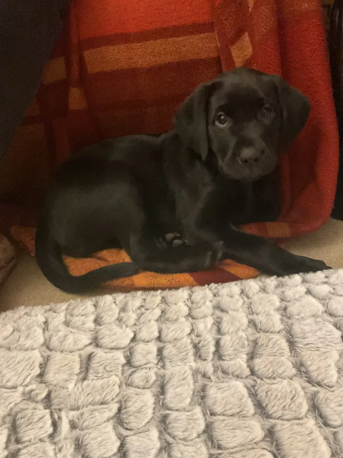2 Female Black Labrador puppies